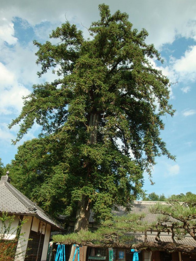 滝半九郎